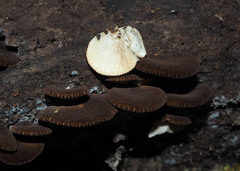 Crepidotus fuscovelutinus