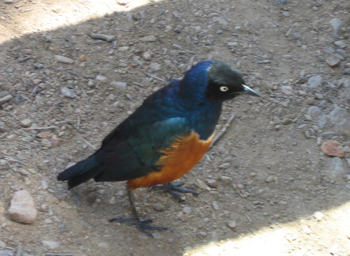 Superb Starling