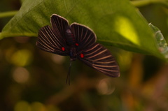 Melanis cephise