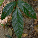 Connarus conchocarpus conchocarpus - Photo (c) Russell Cumming, algunos derechos reservados (CC BY-NC), subido por Russell Cumming