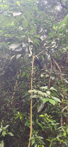 Twinberry-Tree (Vepris bachmannii)