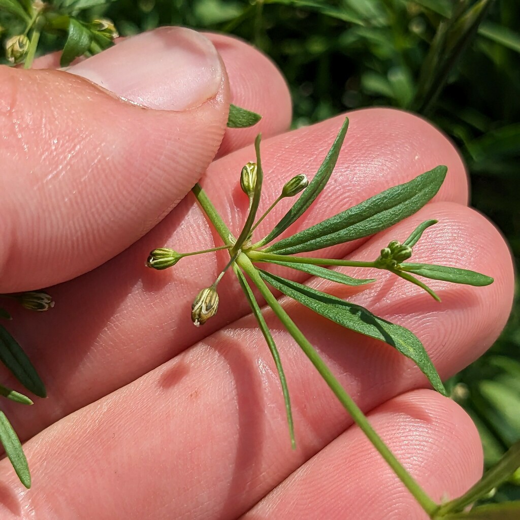 green carpetweed from South Central Omaha, Omaha, NE, USA on August 23, 2023 at 0343 PM by