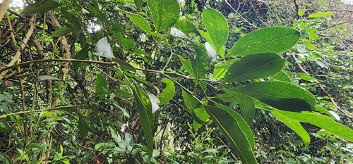 Image of Vepris bachmannii by (c) Suvarna Parbhoo Mohan, some rights reserved (CC BY-SA)