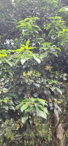 Image of Vepris bachmannii by (c) Suvarna Parbhoo Mohan, some rights reserved (CC BY-SA)