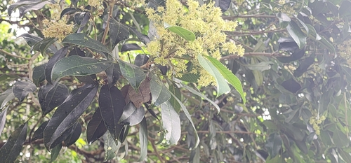 Image of Vepris bachmannii by (c) Suvarna Parbhoo Mohan, some rights reserved (CC BY-SA)