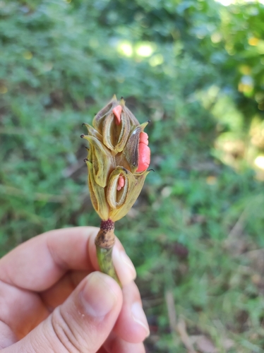 Magnolia poasana - Leaves