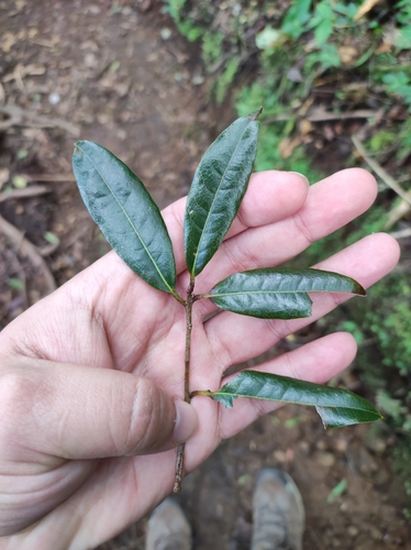 Quercus sapotifolia image