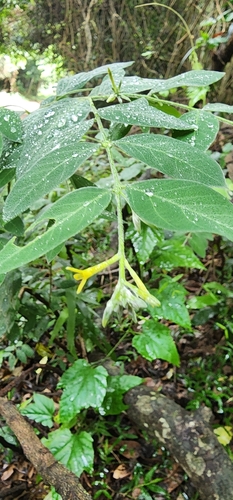 Image of Englerodaphne pilosa by (c) Suvarna Parbhoo Mohan, some rights reserved (CC BY-SA)