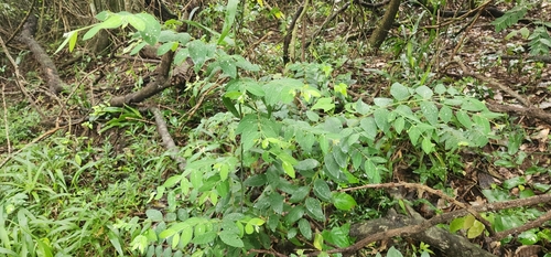 Image of Englerodaphne pilosa by (c) Suvarna Parbhoo Mohan, some rights reserved (CC BY-SA)