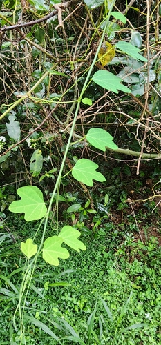 Adenia gummifera