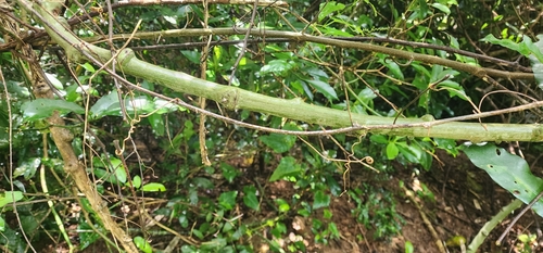 Adenia gummifera