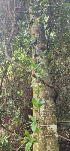 Image of Uvaria afra by (c) Suvarna Parbhoo Mohan, some rights reserved (CC BY-SA)