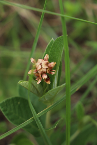 Image of Eriosema preptum by (c) Suvarna Parbhoo Mohan, some rights reserved (CC BY-SA)