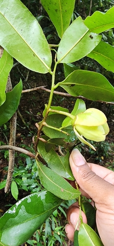 Image of Uvaria afra by (c) Suvarna Parbhoo Mohan, some rights reserved (CC BY-SA)