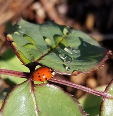 Harmonia axyridis