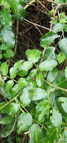 Image of Dalbergia obovata by (c) Suvarna Parbhoo Mohan, some rights reserved (CC BY-SA)