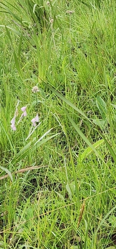 Image of Dierama igneum by (c) Suvarna Parbhoo Mohan, some rights reserved (CC BY-SA)