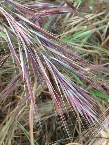 Bromus rubens iNat (3)