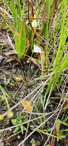 Image of Utricularia livida by (c) Suvarna Parbhoo Mohan, some rights reserved (CC BY-SA)
