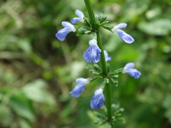 Salvia languidula