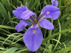 Iris hexagona