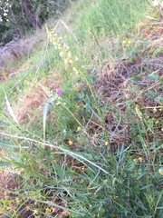 Reseda lutea