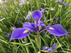 Iris hexagona