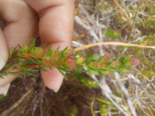 Smooth Daggapit (Nenax acerosa)