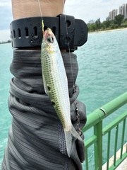 Blacksaddle Herring photo 3