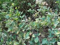 Tarucus rosacea