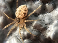 Oecobius