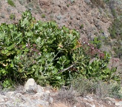 Munzothamnus blairii