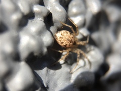 Oecobius