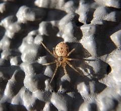 Oecobius