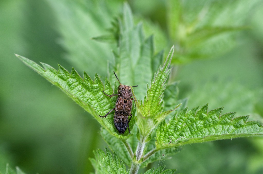 Ontholestes tessellatus