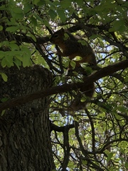 Sciurus niger