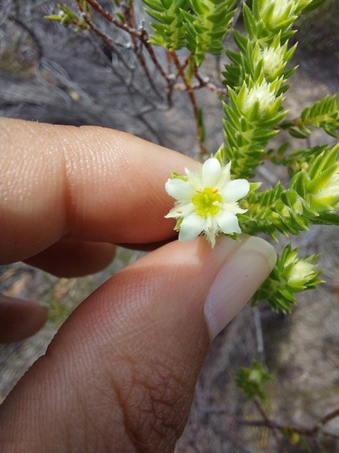 Agulhas Bitterbuchu (Diosma arenicola)
