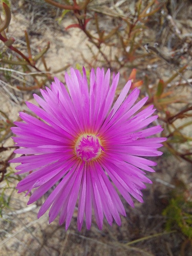 Mesembryanthemum tenuifolium Thunb.