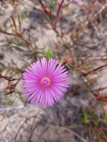Mesembryanthemum tenuifolium Thunb. 3