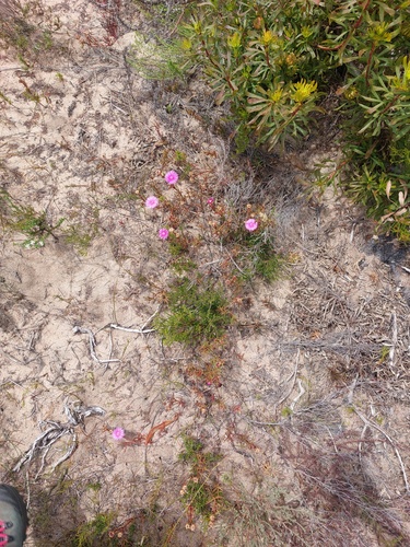 Mesembryanthemum tenuifolium Thunb. 2