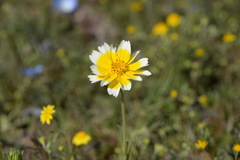 Layia munzii