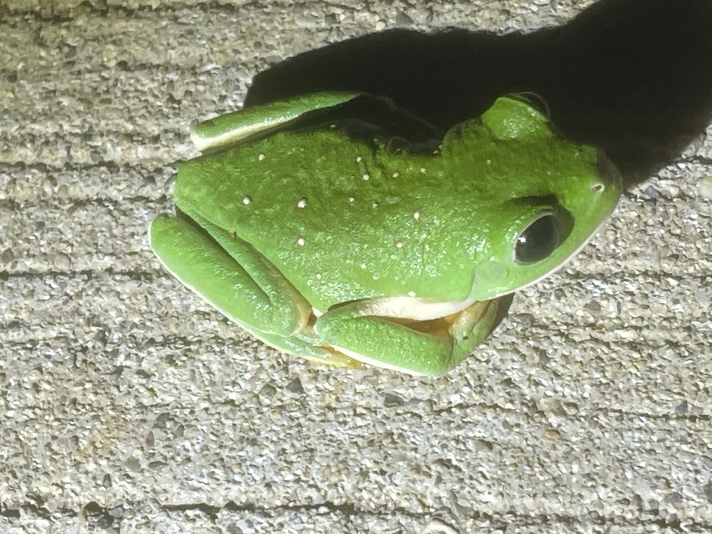 Mexican Giant Tree Frog from Mazatlán, Sin., MX on December 2, 2023 at ...