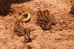 Protographium epidaus