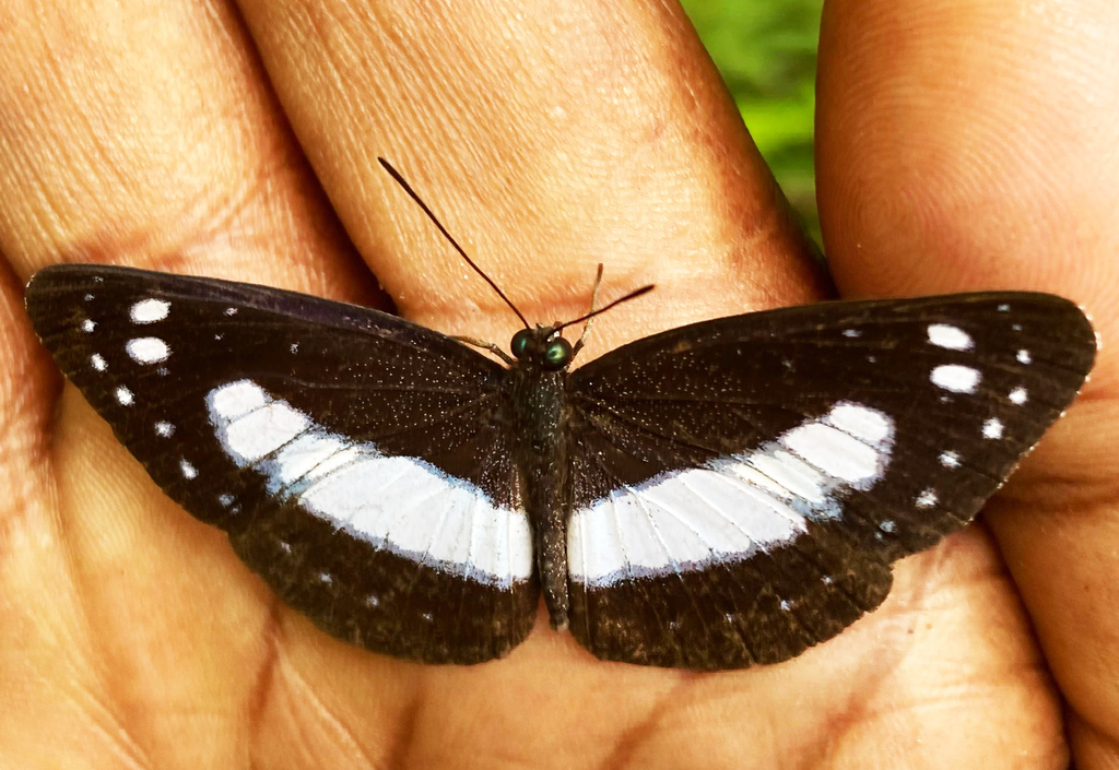 Sailer Butterflies from Bulolo District, Papua New Guinea on November ...