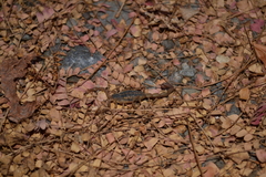 Centruroides baldazoi