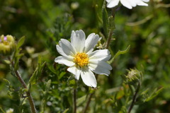 Layia pentachaeta albida