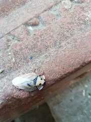 Schistopeltis microschistos