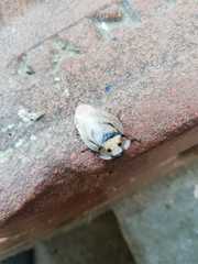 Schistopeltis microschistos