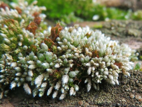 Bryum lanatum