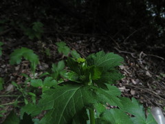 Sanicula crassicaulis